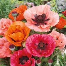 Poppy ORIENTAL Mixed Colors Red + Perennial Papaver orientale  NonGMO 500 Seeds