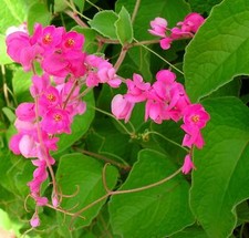 Antigonon leptopus, Coral Vine, Queen's Wreath, Pink flower - 5 Se eds