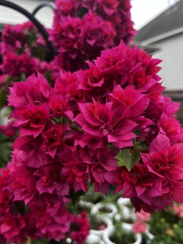 Beautiful Rare Doubld Petals Hot Pink Bougainvillea 2-3years 2gallon Pot