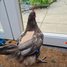 CHICKEN SADDLE  ROT Resistant  Water Resistant  Protector  Poultry Care