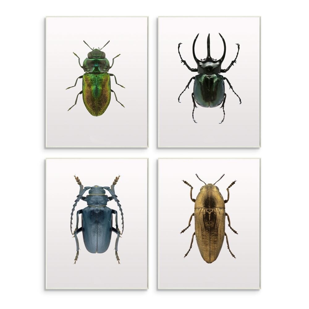 Stupell Colorful Insect Collection Photographs,4pc Multi  10 x 15