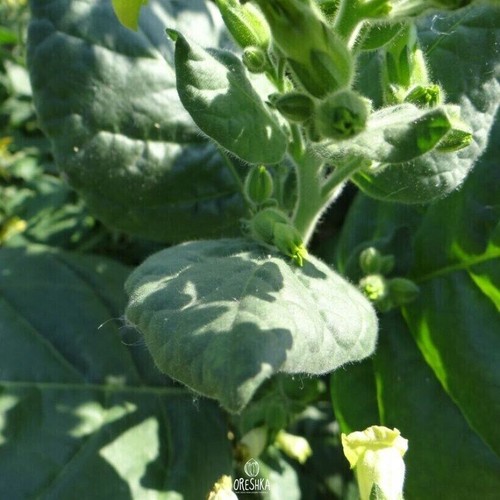 Tobacco Shag tall green 300+ PCS fresh seeds, Nicotiana tabacum, Tobacco seeds - Bild 6 von 6