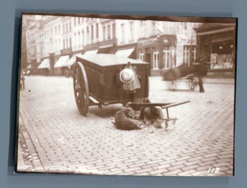 Belgique, Attelage de chiens "Help u Zelve"  Vintage citrate print. Vintage Belg - Photo 1/1