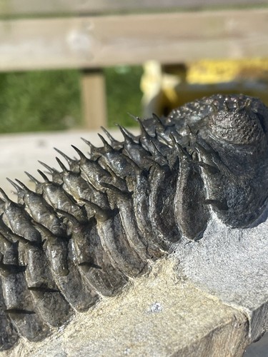 stachelige Drotops armatus ca. 400myo Devonzeit aus Marokko  - Bild 19 von 22