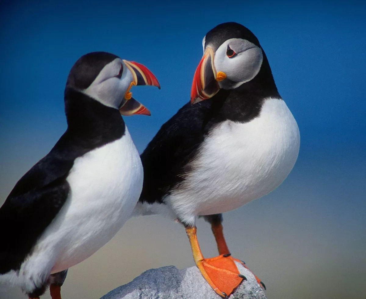 Atlantic puffin - Wikipedia