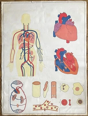🫀 Ancienne affiche scolaire muette, Val d'Osne, 1960 - Le coeur, les 5 sens - Photo 1/4