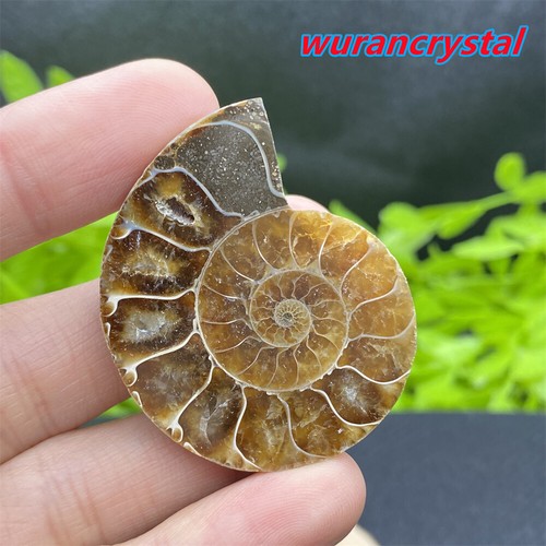 A Pair Natural Ammonite Mini Fossil Conch Quartz crystal Specimen Healing care - Picture 8 of 12