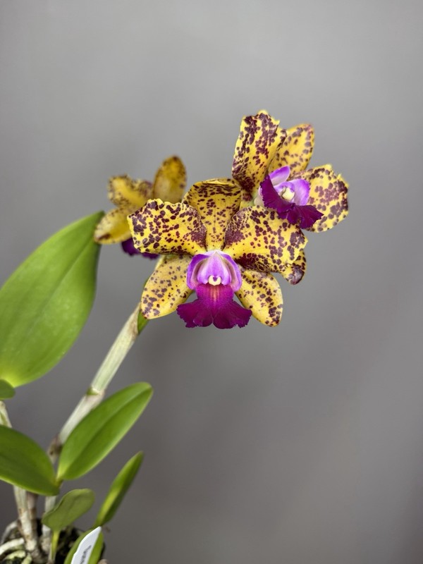 Spotted Cattleya (Blc. Sunspots x C. Jerry Spencer) - Mutation on one Lip 11231