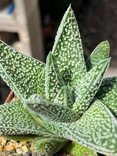 Haworthia pumila x Gasteria Succulent Cactus Plant