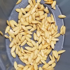 12 cantaloupe seeds Semillas de Melon Sweet Juicy Melon Seeds