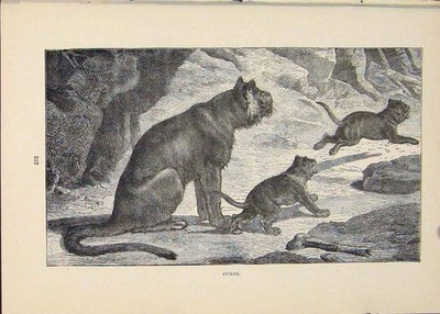Original alter antiker Druck Puma Pumas Katze Katzen Tier Tiere