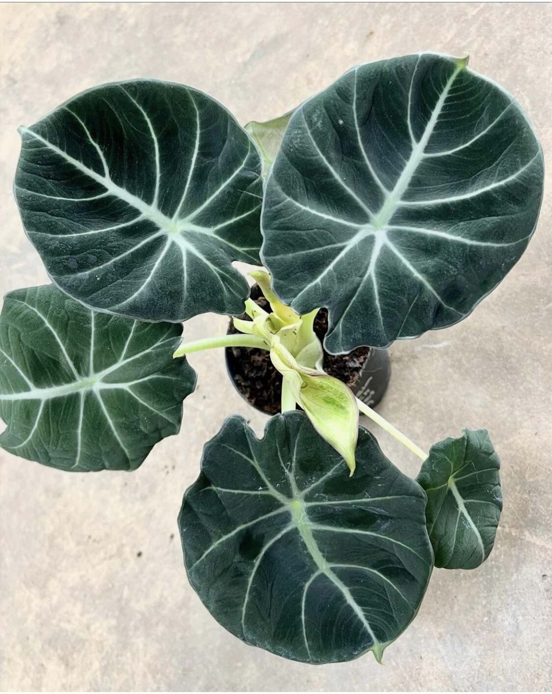 Alocasia Black Velvet