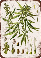 1903 Cannabis sativa AD Vintage LOOK Reproduction Metal Sign 8 x 12