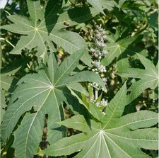 Premium Dried Castor Leaves Ricinus Communis Organic Botanical Herb