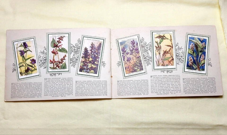 Wills Cigarette Cards, Wild Flowers 2nd series, Full Set glued in Album - Image 3 of 4
