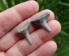 Lemon Shark (Negaprion) Fossil Teeth Florida