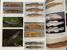 Fishes of the Red River | Perciformes Synbran...