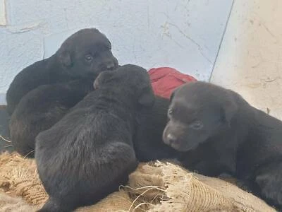 Free Local Classified Ads Puppies Puppies For Sale Dogs And Puppies