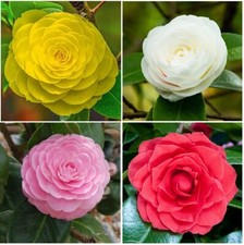 Rare Camellia Japonica Flower Seeds, Limited Stock.