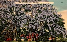 Postal de Florida, Jacaranda Trees, Florida, San Petersburgo, Jefferson, Kear