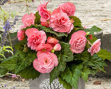 Begonia "AmeriHybrid Ruffled Pink" Live Annual Starter Plants/Plugs, 4 "Babies"
