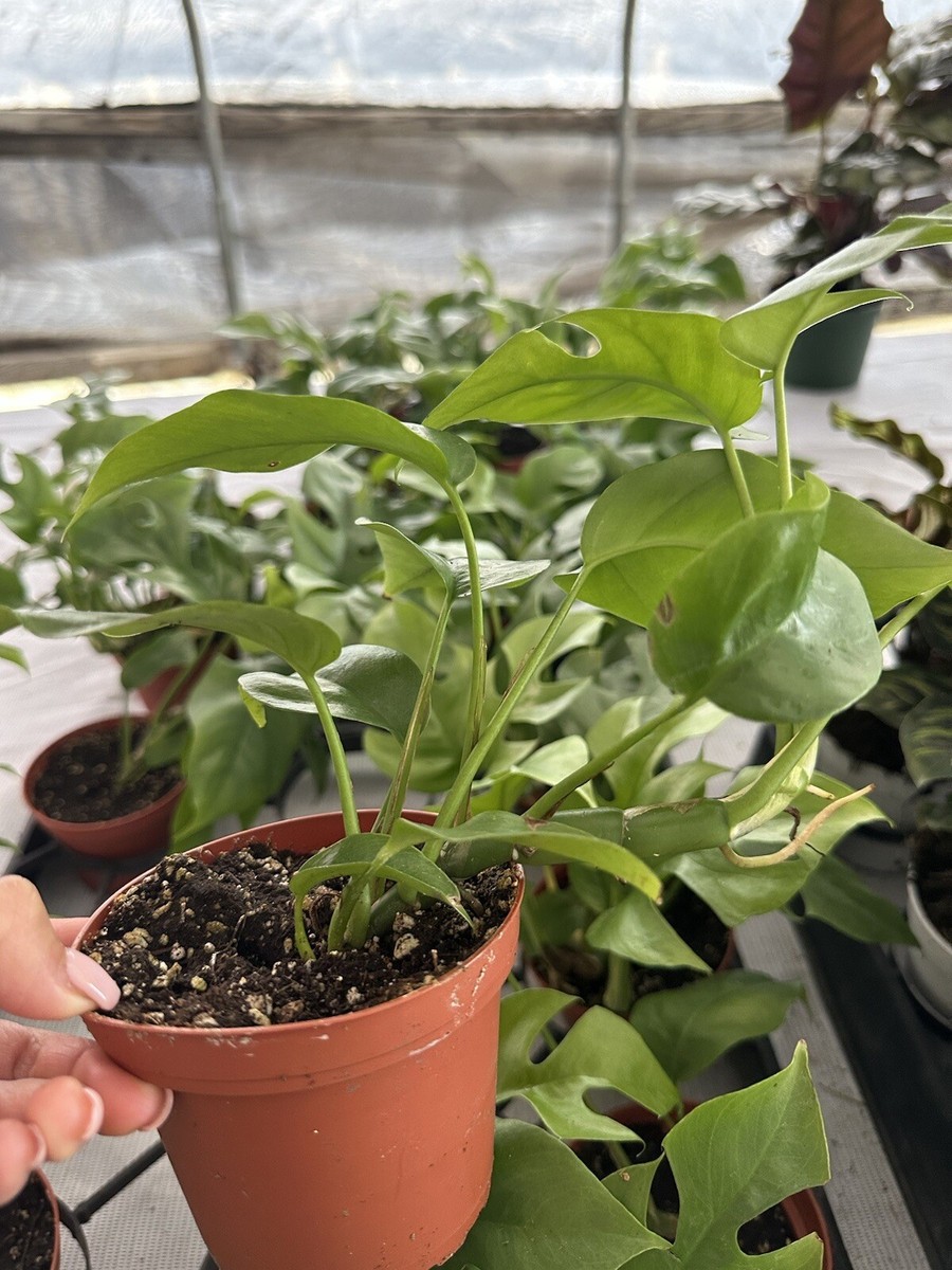 Rhaphidophora Tetrasperma Mini Monstera 2 Cuttings 2 Leaves 2 Nodes | eBay