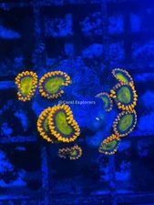 CE- WYSIWYG Orange Mandarin Zoa Zoanthid Frag Live Coral LPS SPS #R1GJ17