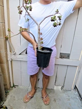 Crassula ovata Jade Succulent -B