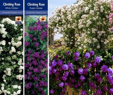 2 CLIMBING ROSE BUSHES  PURPLE & WHITE FRAGRANT  BARE ROOTED GARDEN PLANT SHRUBS