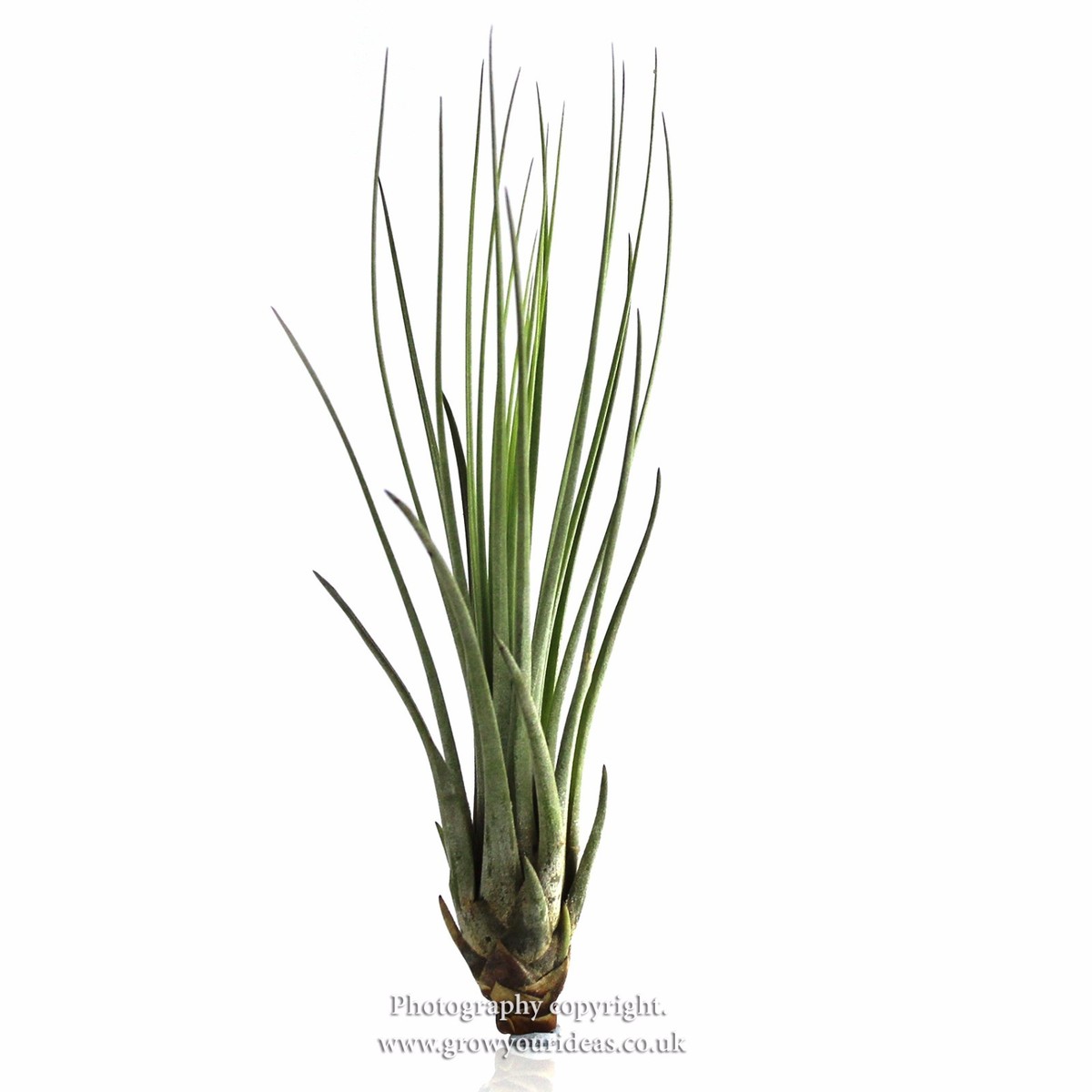 terrarium plants sale Vibrant Oasis Terrarium Plant Pack for biOrb AIR 30  Steve's Leaves