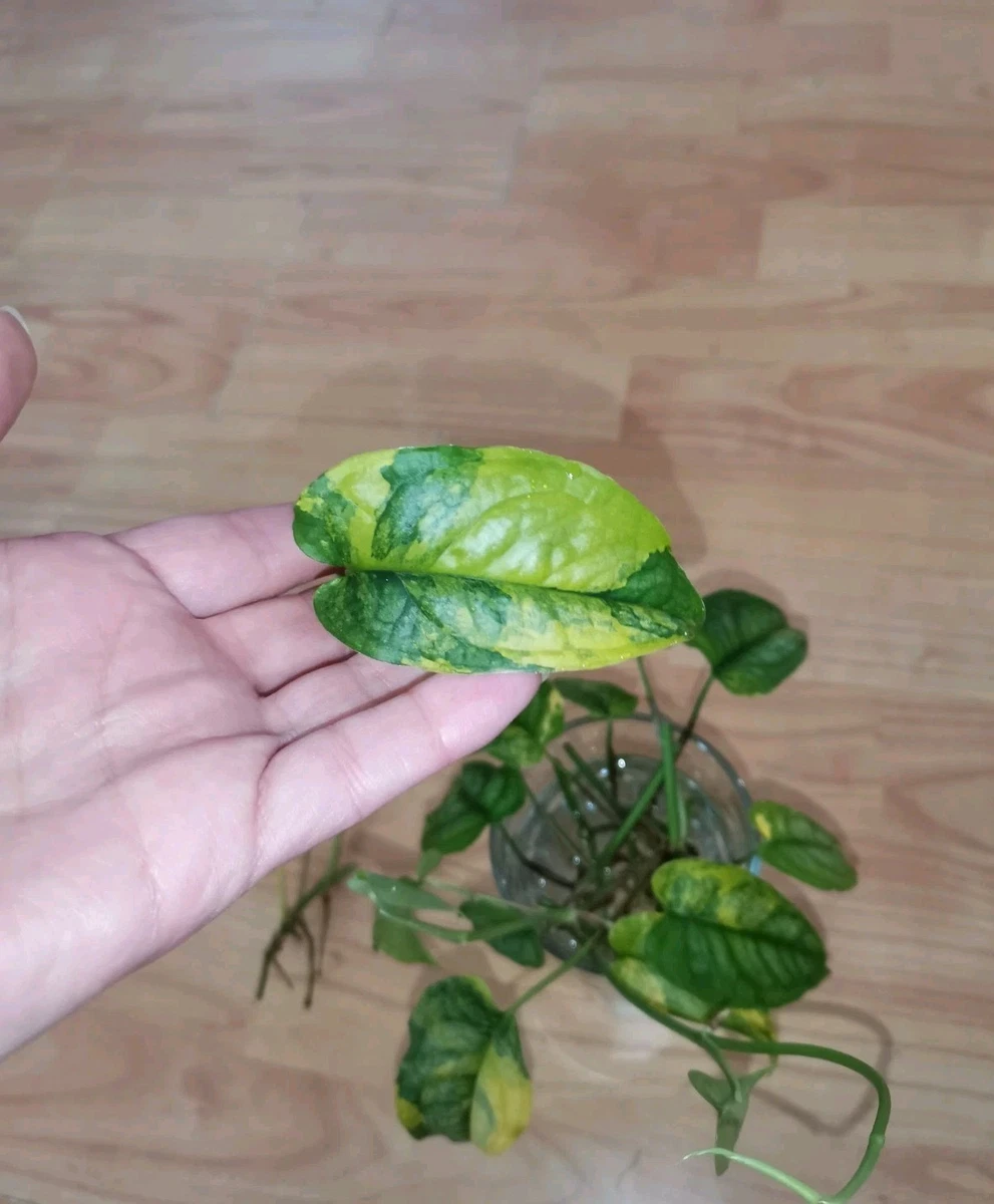 Monstera Deliciosa Variegata online kaufen | eBay.de