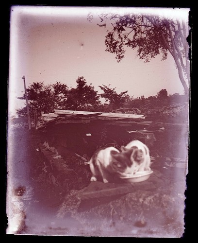 LATE 1800s EARLY 1900s GLASS NEGATIVE, TWO KITTENS EATING OUT OF A BOWL - Picture 1 of 2
