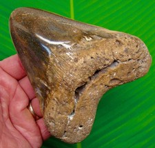 MEGALODON SHARK TOOTH Real Fossil 5.03 “ XL COLORFUL BIG & Heavy 12.2 ounces!