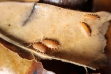 Powder Orange Isopods- 12 Count