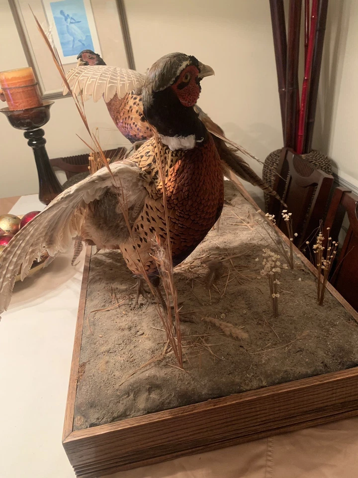 Montaje de taxidermia faisán vintage de 2 de pie sobre una base de aspecto real Foto 3 de 4