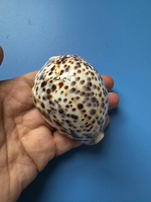 76.8mm | Cypraea Tigris Hinnulea| F+++GEM |Nice colour |Beautiful shell