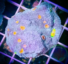 SAF~2 Inch + “WYSIWYG” Miami Hurricane Chalice Frag, LPS, SPS, Coral Colony
