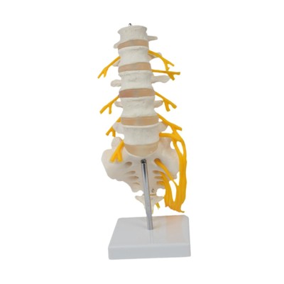 Spine Model Learning Teaching Aid Spine Display Stand for Education Tool