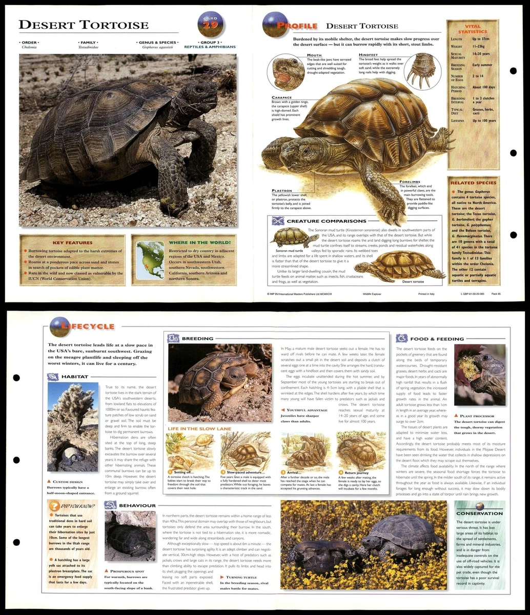 Buy sales desert tortoise
