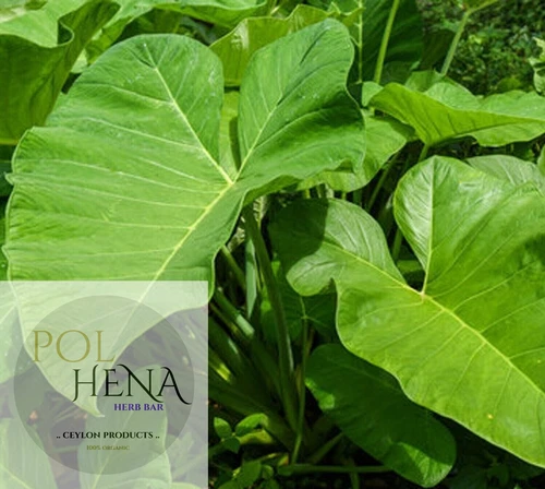 Taro leaves Dried Colocasia Leaf 1 oz Herb Taro Comida Organic Ceylon Herbal