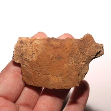 Dinosaur Jaw Section - Fossil - Authentic Hell Creek Formation Cretaceous