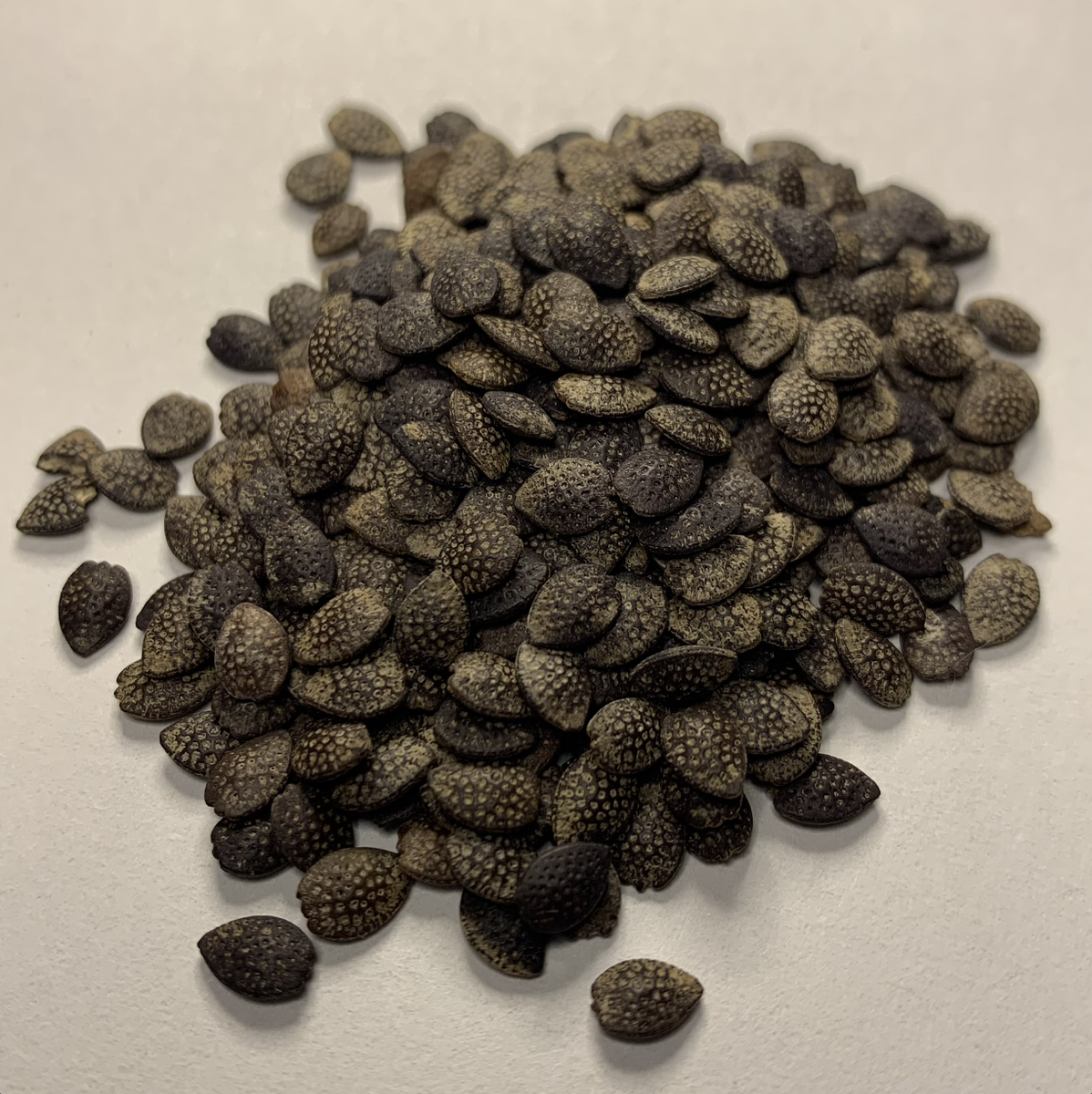 caper plant seeds 12 Seeds|Caper Bush Seeds  Heirloom, Non-GMO, Perennial Mediterranean   PEMDASGARDEN