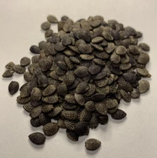 PASSION FRUIT Seeds BULK *Free Shipping* Purple Passiflora mollissima Vine Seeds