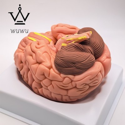 PVC Human Brain with Artery 8 Part Fully Dissected Model Softness Natural Brain