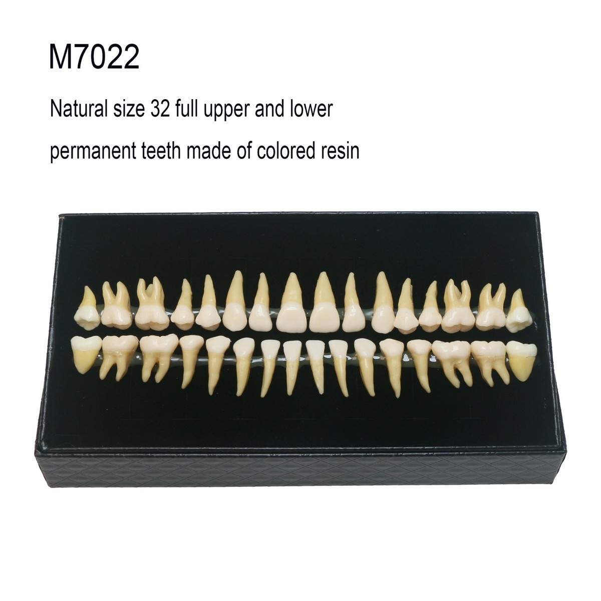 32Pcs Dental 1:1 Permanent Teeth Demonstration Teach Study Model
