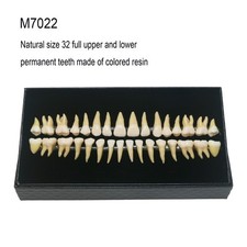 32Pcs Dental 1:1 Permanent Teeth Demonstration Teach Study Model Tooth M7022