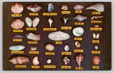 Vintage Florida Shell Chart Postcard by Tichnor Bros. Photochrome L-105