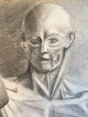 Superb Large Drawing 60cm Flayed Anatomy Curiosi Handmade Mine Lead 1916 - Picture 4 of 11