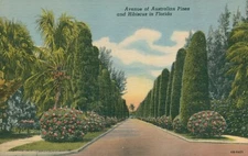 Avenue of Australian Pines and Hibiscus in FL - Vintage Unposted Linen Postcard