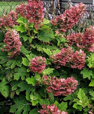 HYDRANGEA  'RUBY SLIPPERS'- OAKLEAF HYDRANGEA -PLANT - APPROX 5-7 INCH - DORMANT